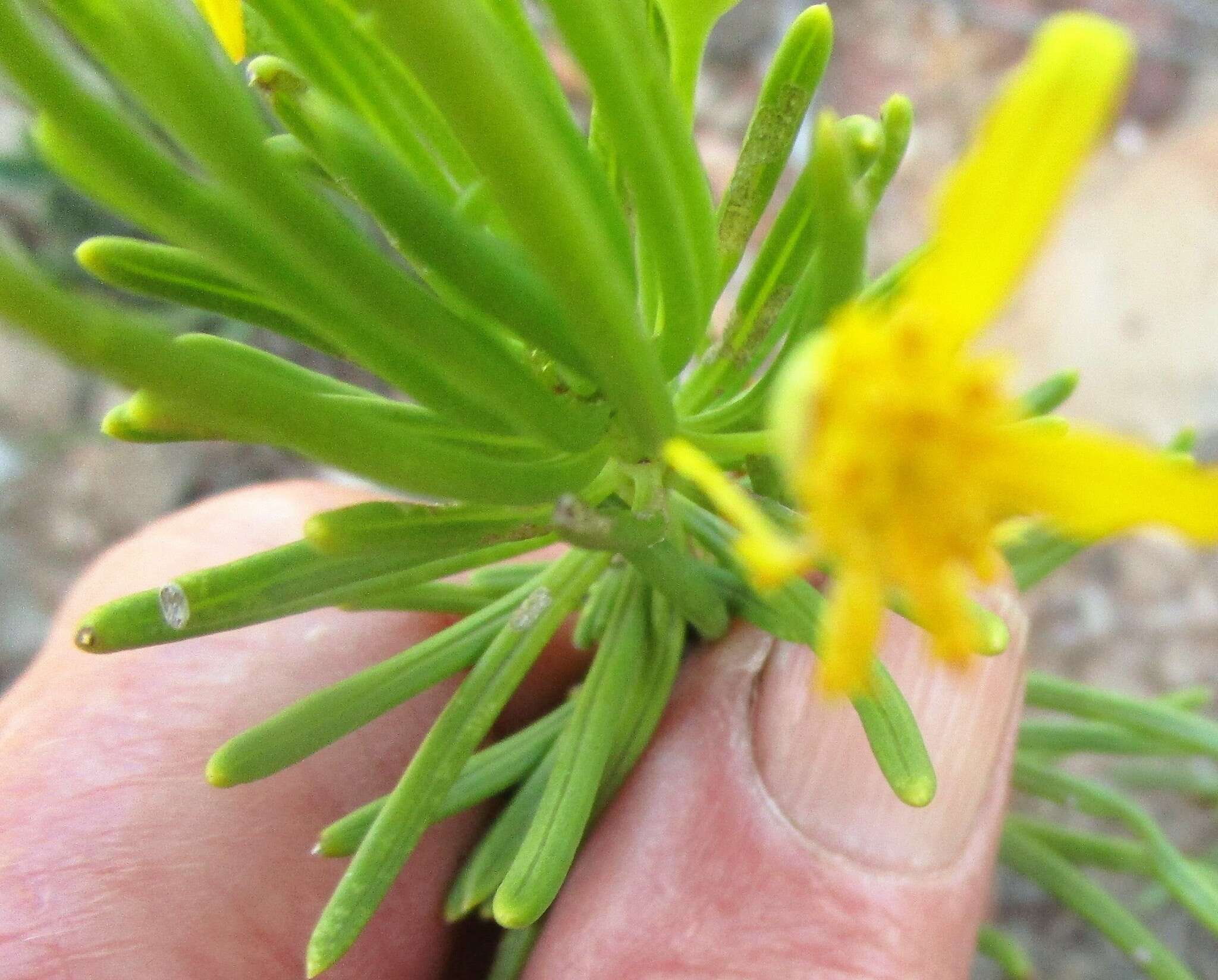 Image of Euryops spathaceus DC.