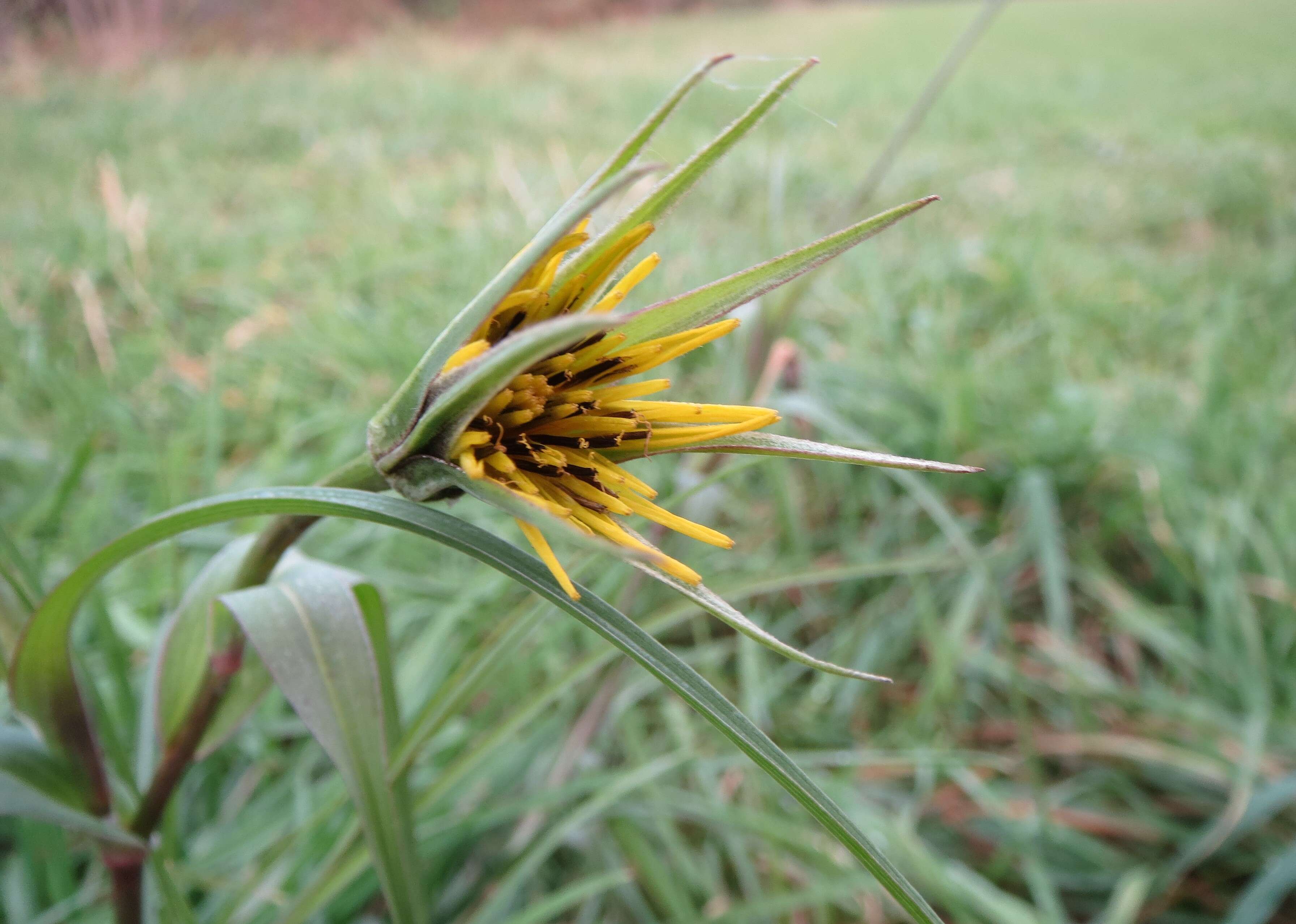 Image of yellow salsify