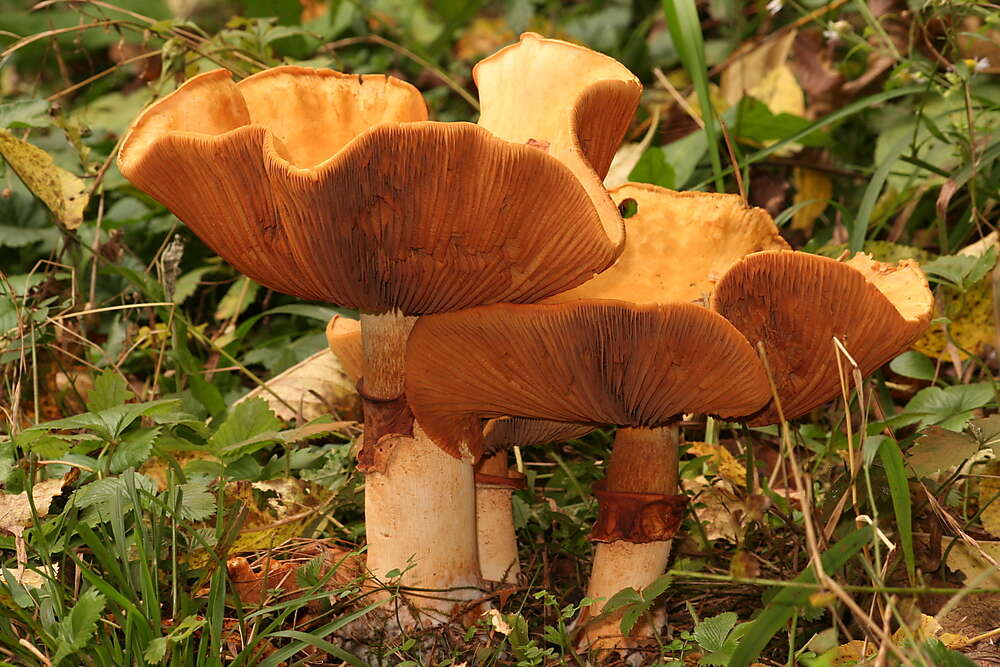 Image of Phaeolepiota