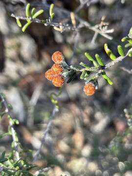 Image of Phebalium lowanense J. H. Willis