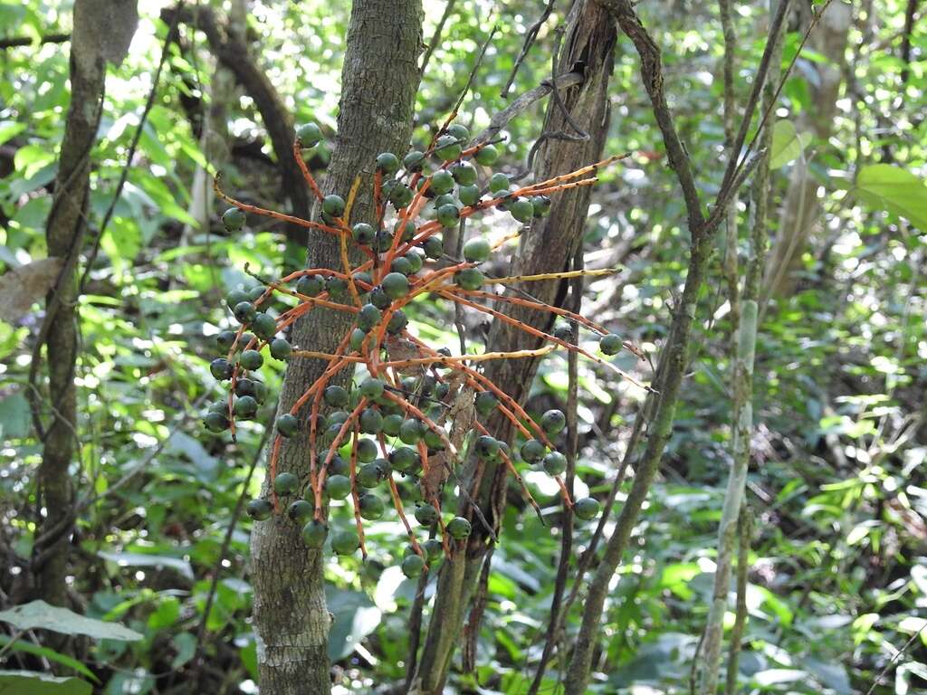 Image of Chamaedorea glaucifolia H. Wendl.