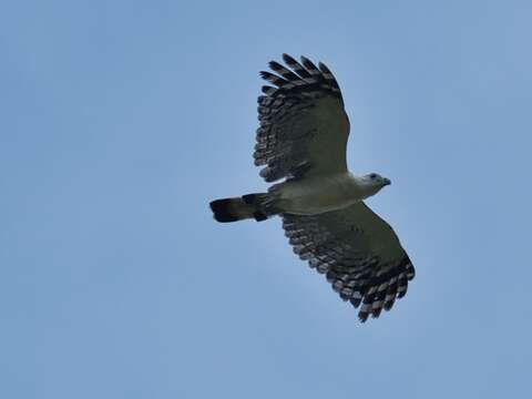 Image of White-collared Kite