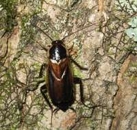 Image of Pennsylvania Wood Cockroach