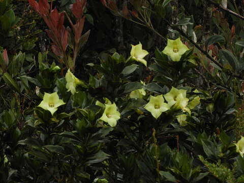 Symbolanthus pterocalyx Struwe resmi