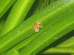 Image of Forester's Cabin Robber Frog