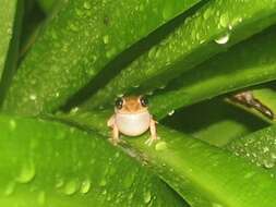 Image of Forester's Cabin Robber Frog