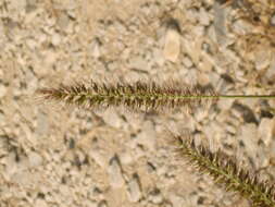 Imagem de Pennisetum alopecuroides