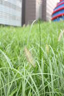 Imagem de Pennisetum alopecuroides