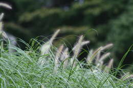 Imagem de Pennisetum alopecuroides