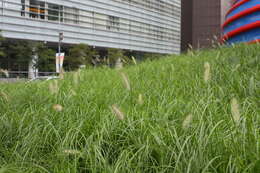 Imagem de Pennisetum alopecuroides