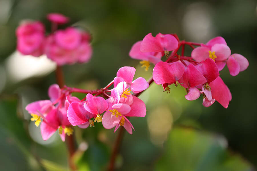 صورة Begonia bracteosa A. DC.