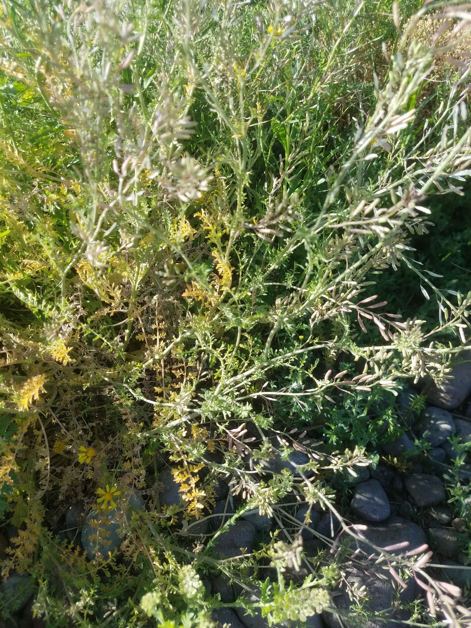 Plancia ëd Descurainia pinnata subsp. ochroleuca (Wooton) Detling