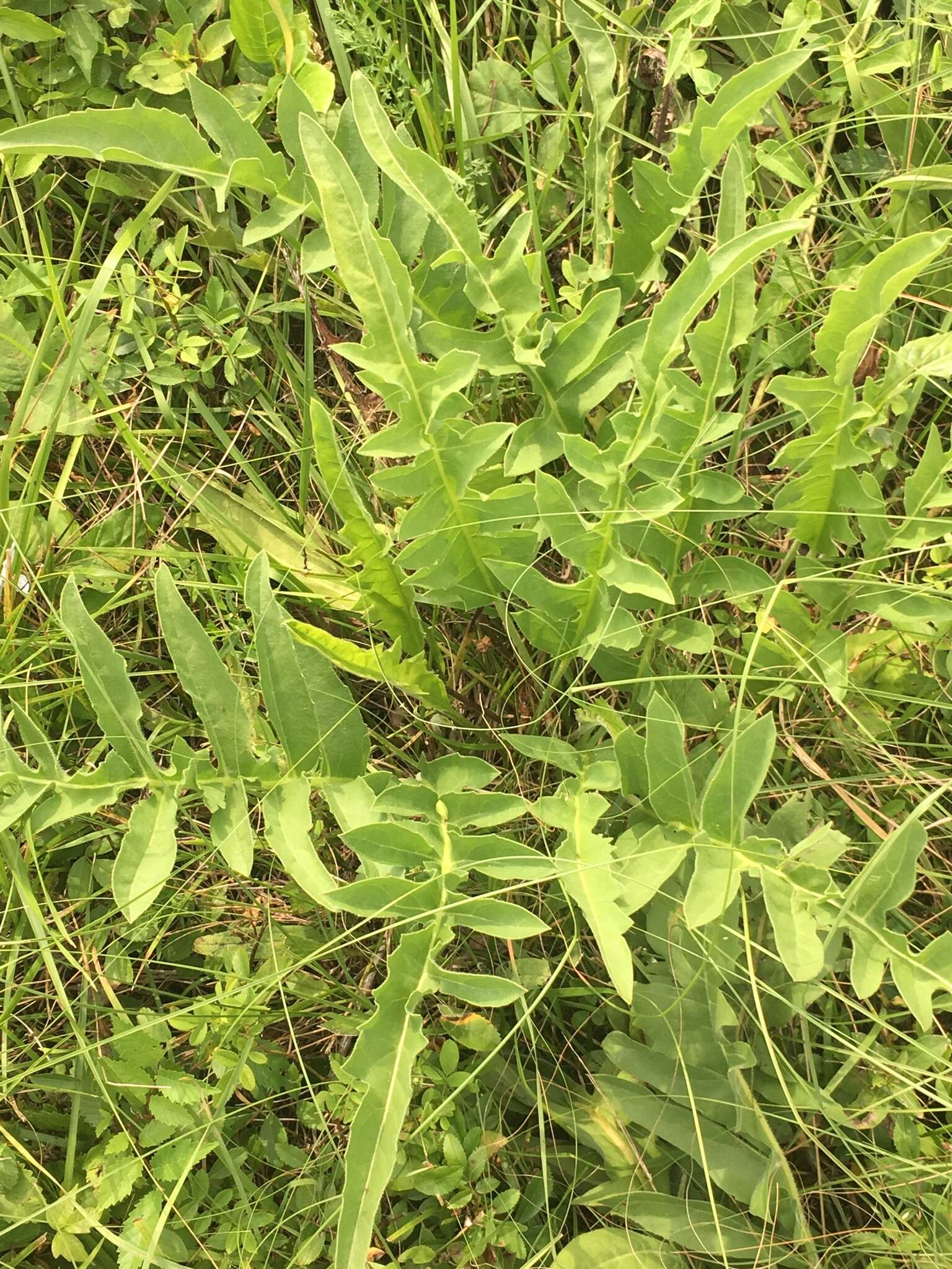 Silphium terebinthinaceum var. pinnatifidum (Ell.) A. Gray resmi