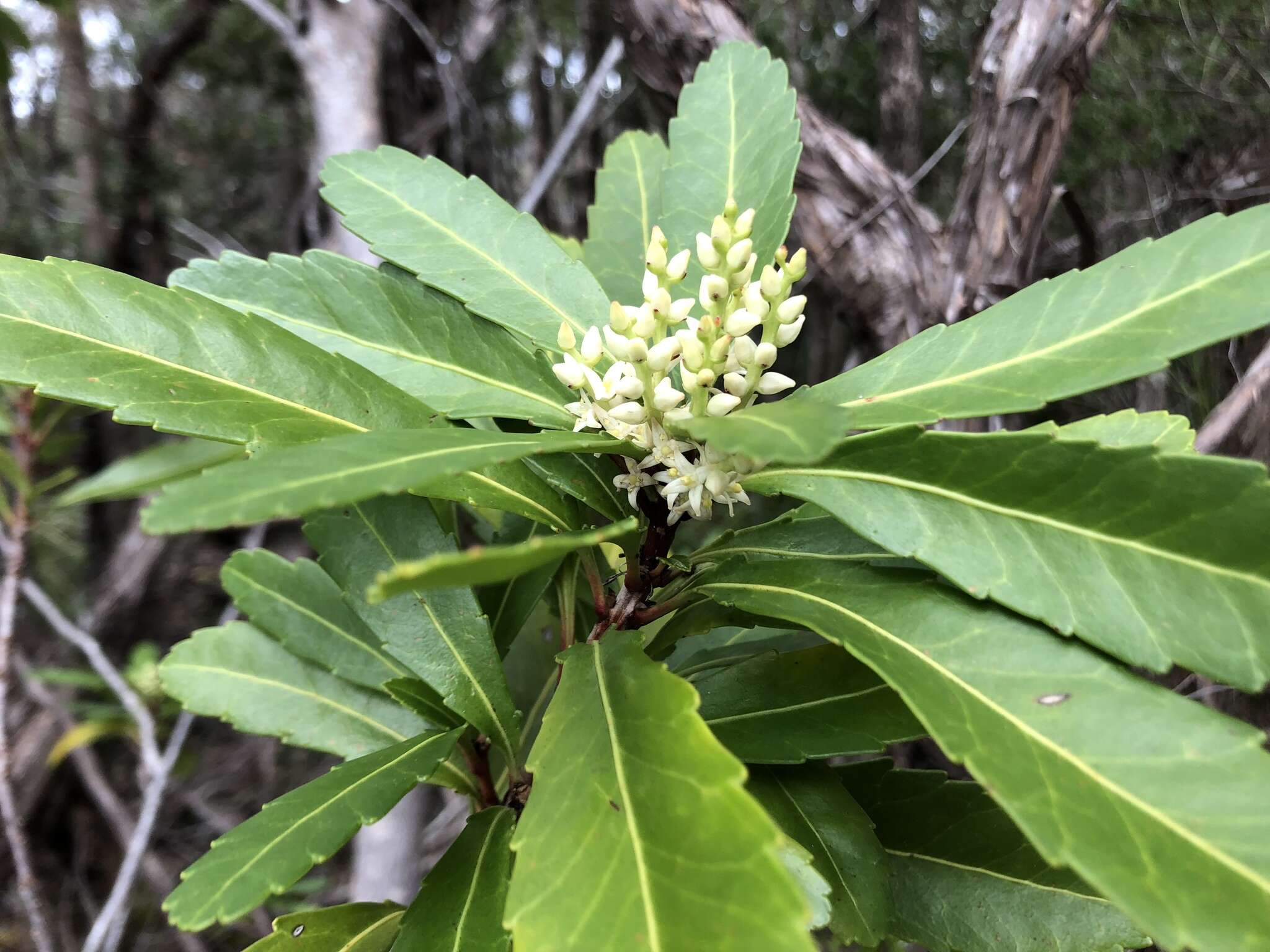 Sivun Tasmanianluumukkeet kuva