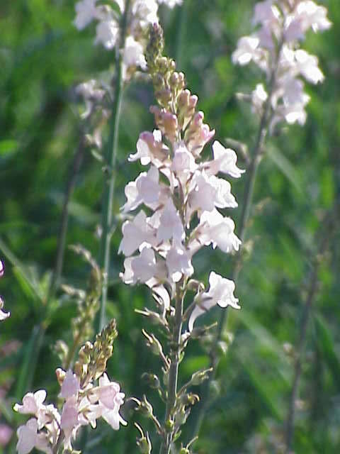 Image of Purple Toadflax