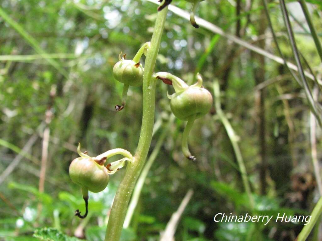 Image of Pyrola morrisonensis (Hayata) Hayata