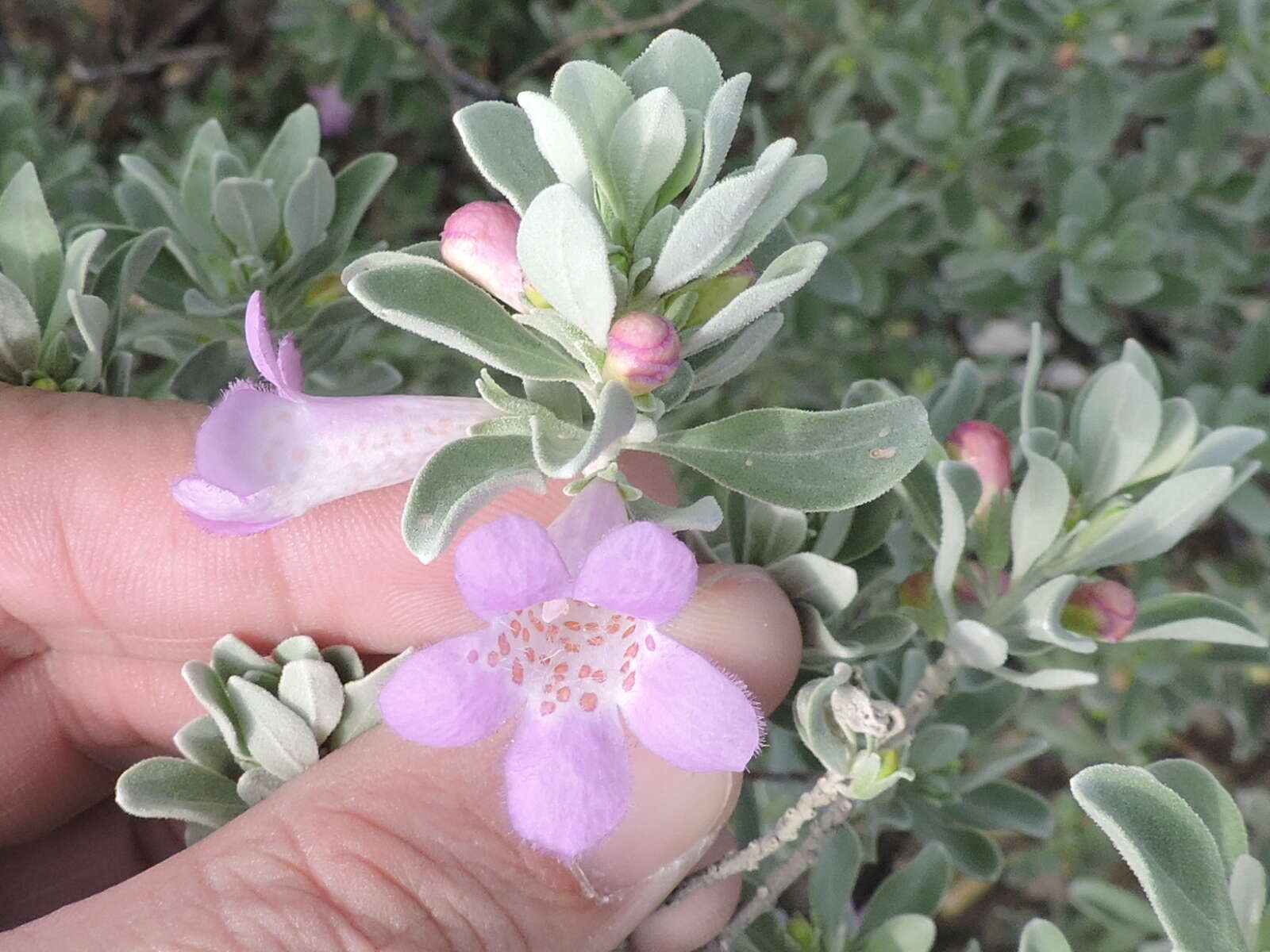 Image de Leucophyllum frutescens (Berl.) I. M. Johnston