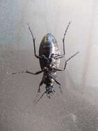 Image of Carabus (Macrothorax) rugosus celtibericus Germar 1824