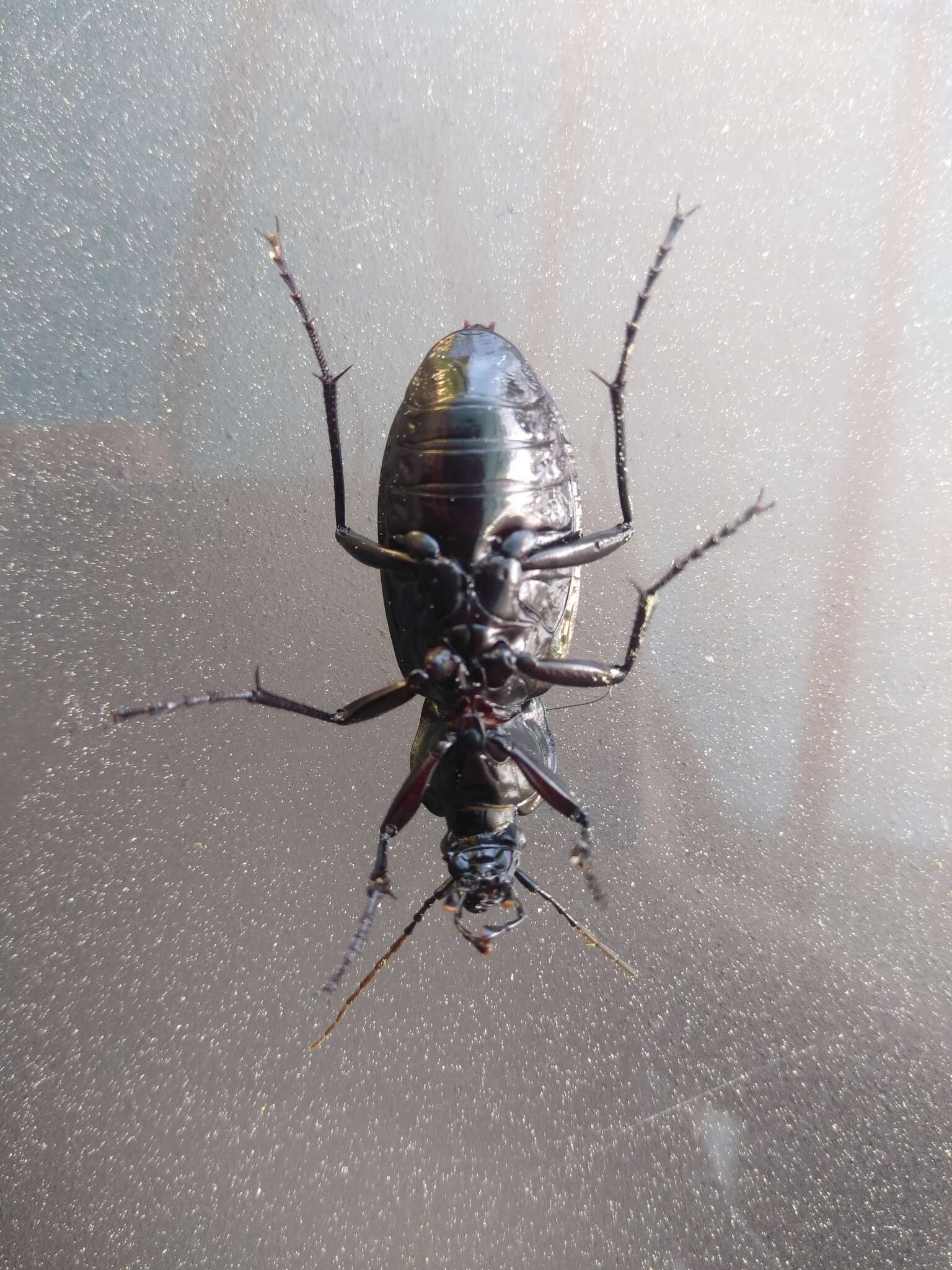 Image of Carabus (Macrothorax) rugosus celtibericus Germar 1824