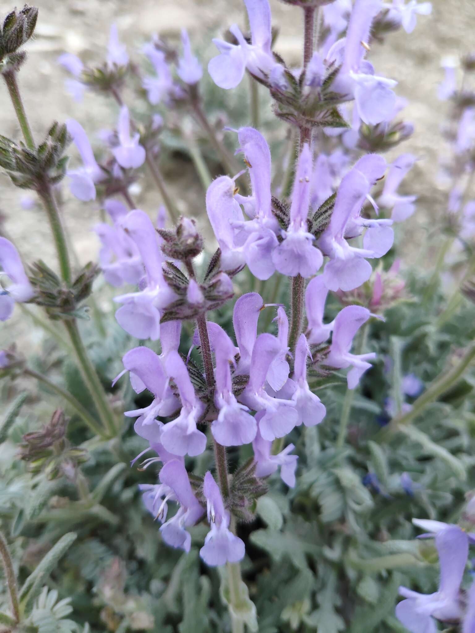 Image of Hoary Salvia