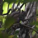 Image of Yucatan Squirrel