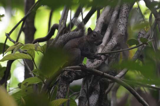 Image of Yucatan Squirrel