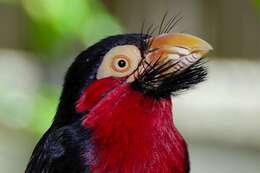 Image of Bearded Barbet