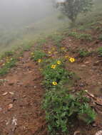 Image of Heliopsis longipes (A. Gray) S. F. Blake