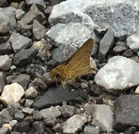 Image of Swarthy Skipper