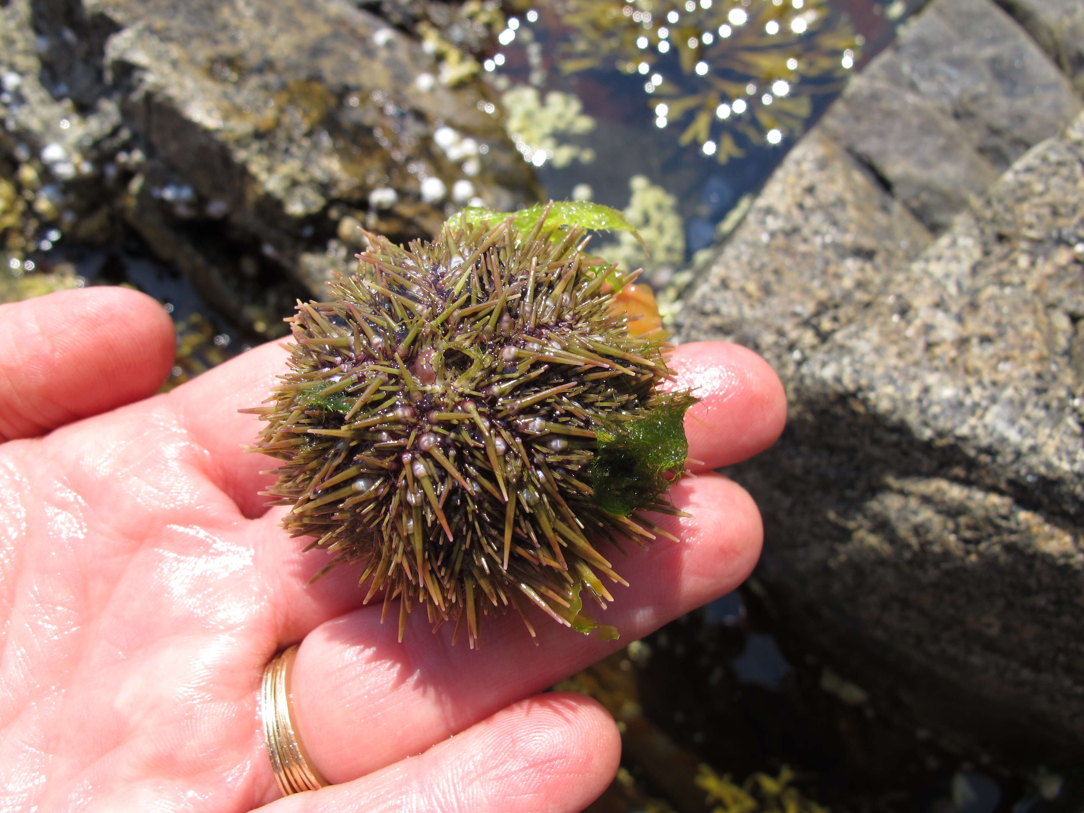 Image of green sea urchin