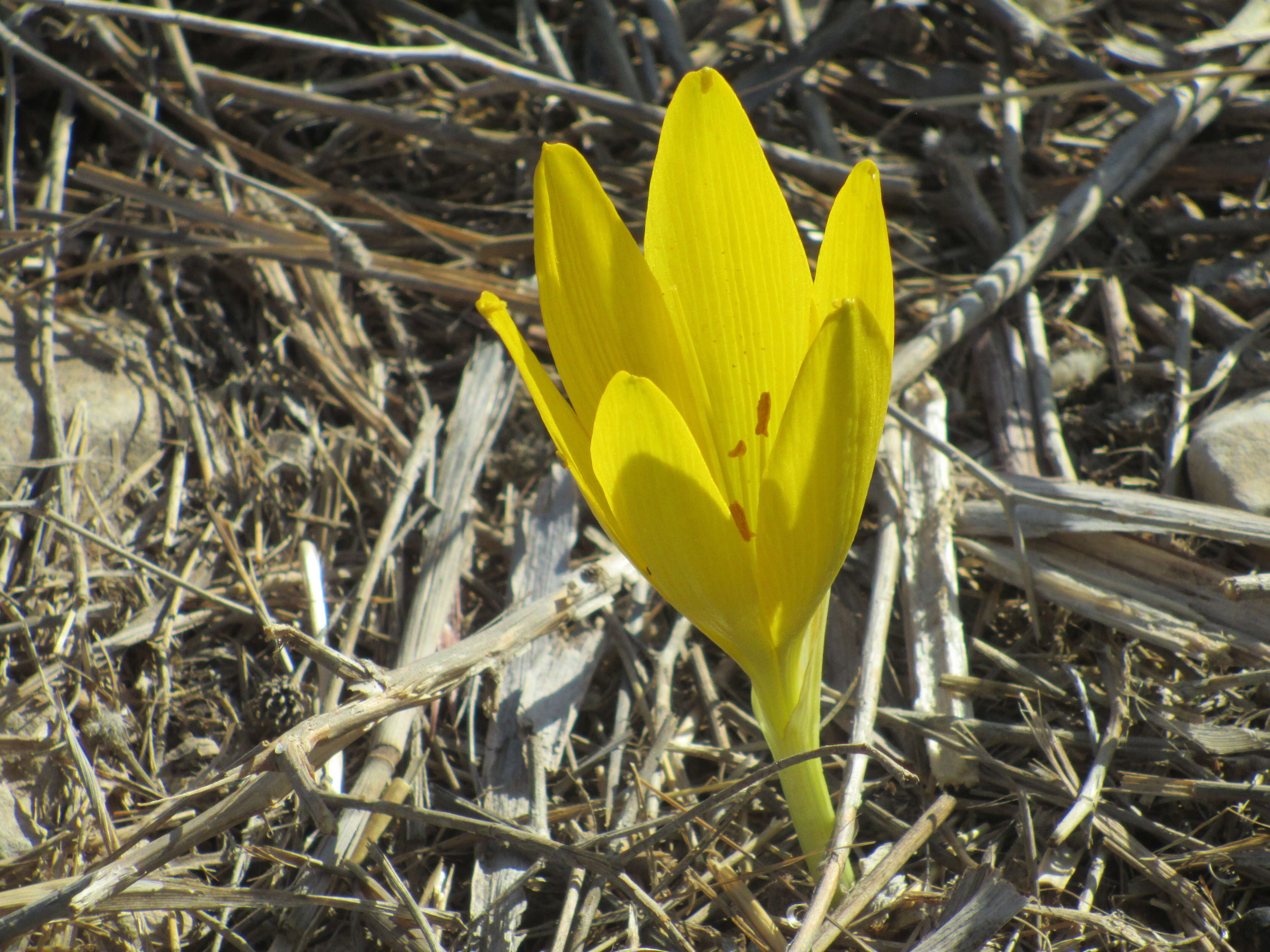 Image de Sternbergia clusiana (Ker Gawl.) Ker Gawl. ex Spreng.