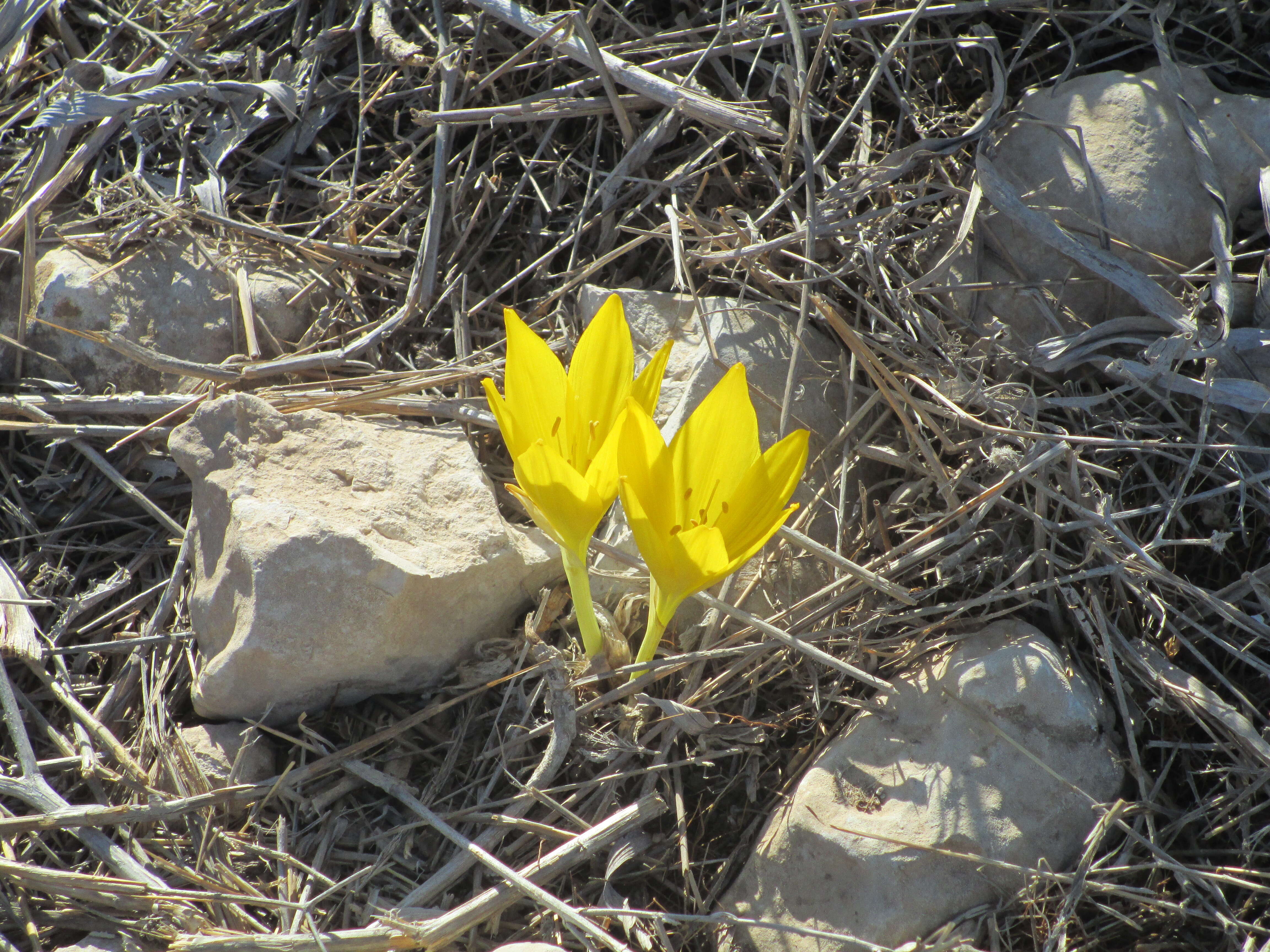 Image of Sternbergia clusiana (Ker Gawl.) Ker Gawl. ex Spreng.