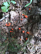 Image of Cantharellus cinnabarinus (Schwein.) Schwein. 1832