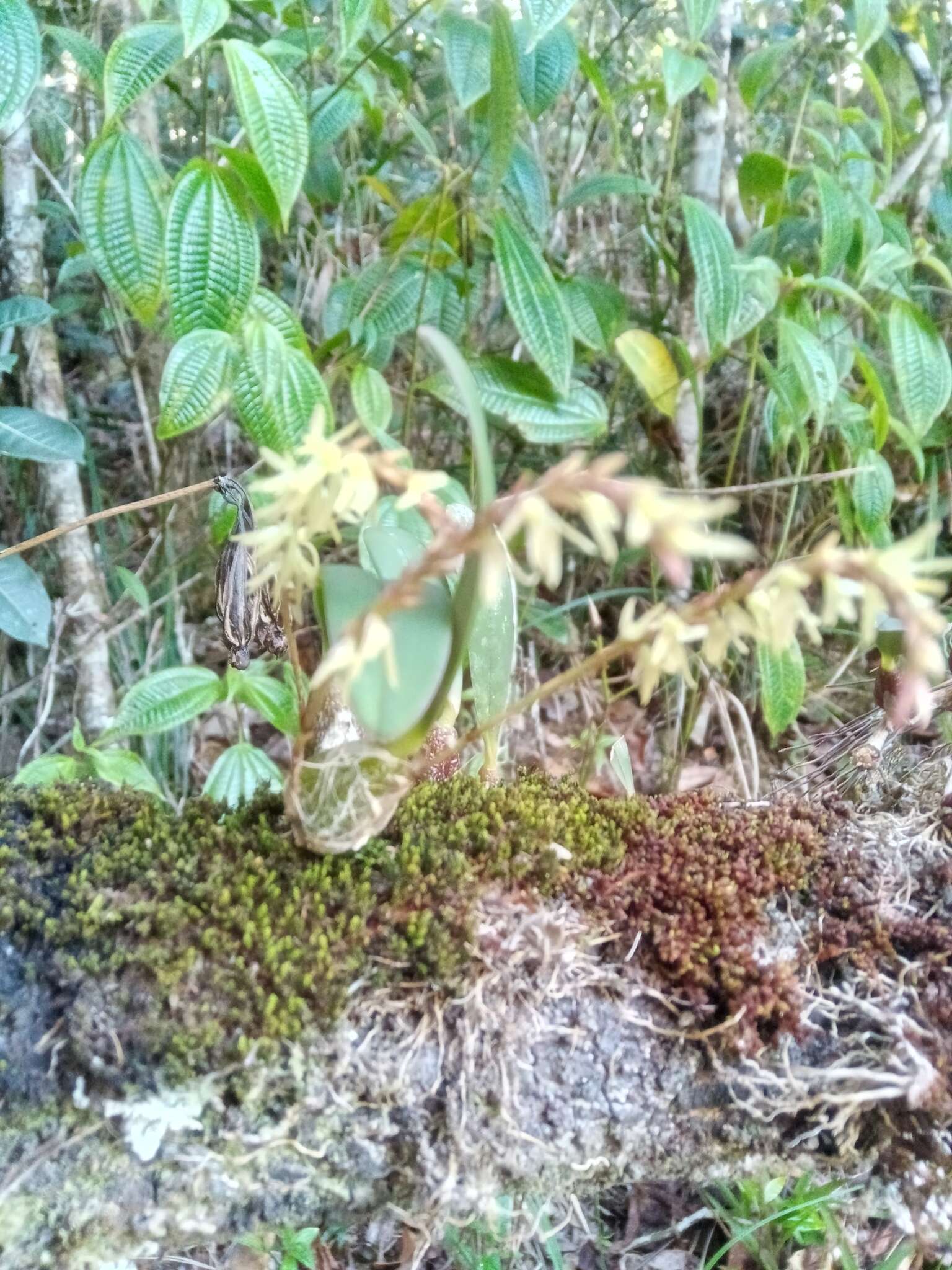 Imagem de Bulbophyllum baronii Ridl.