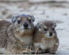 Image of Bush Hyrax