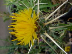 Image of yellow star-thistle