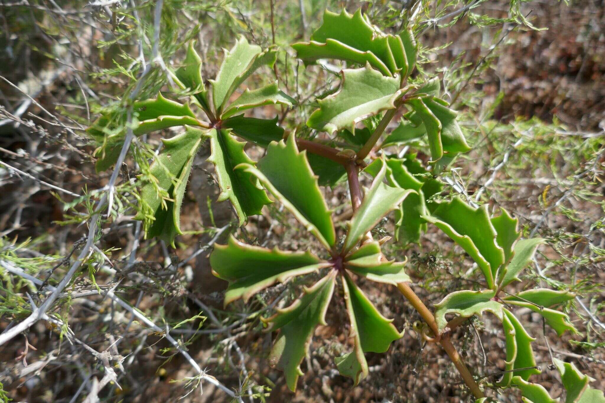 Image of Cyphostemma quinatum (Ait.) Descoings