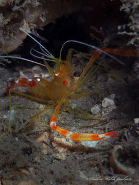 Image of yellowbanded coral shrimp