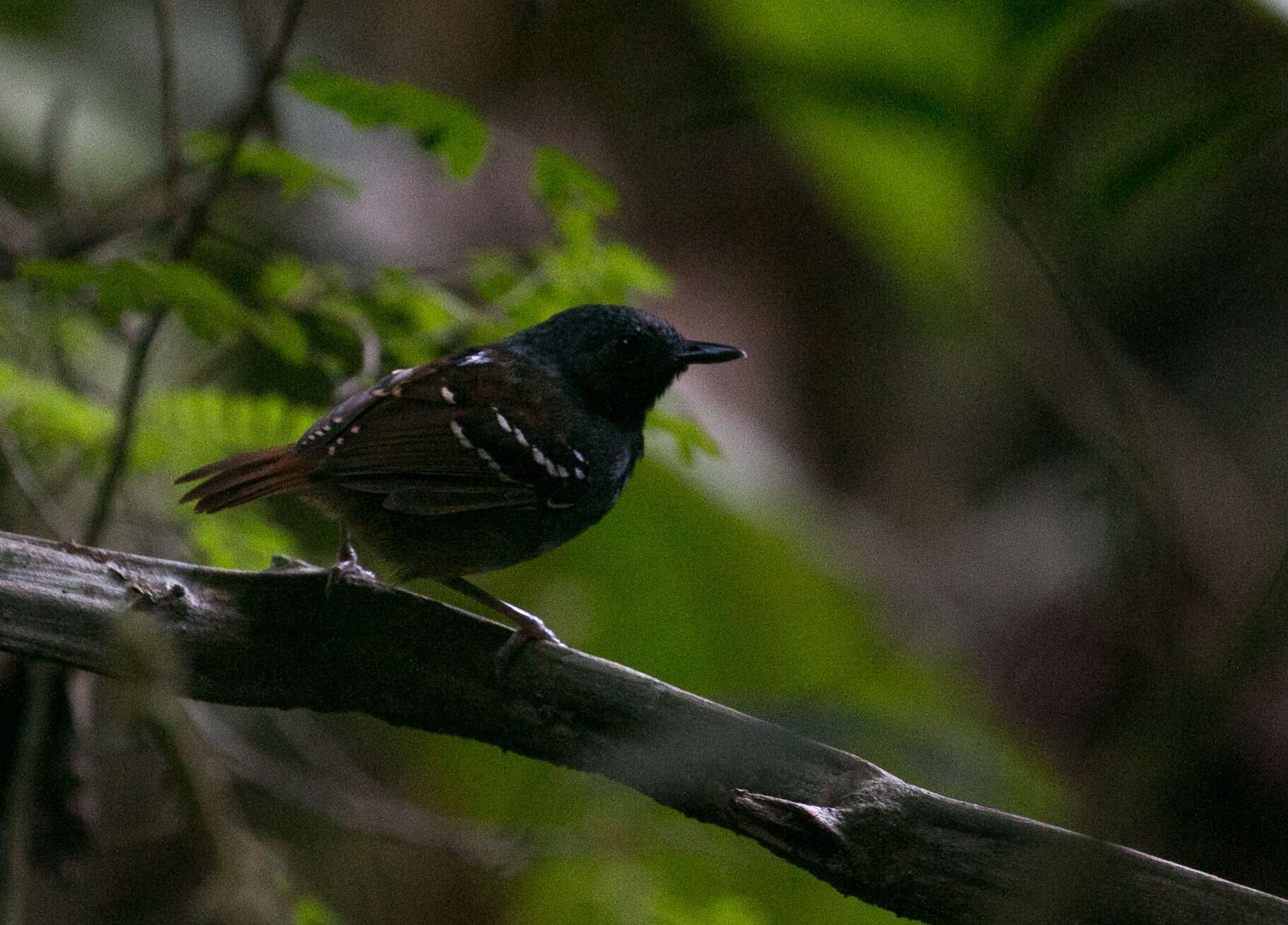 Image of Southern Chestnut-tailed Antbird