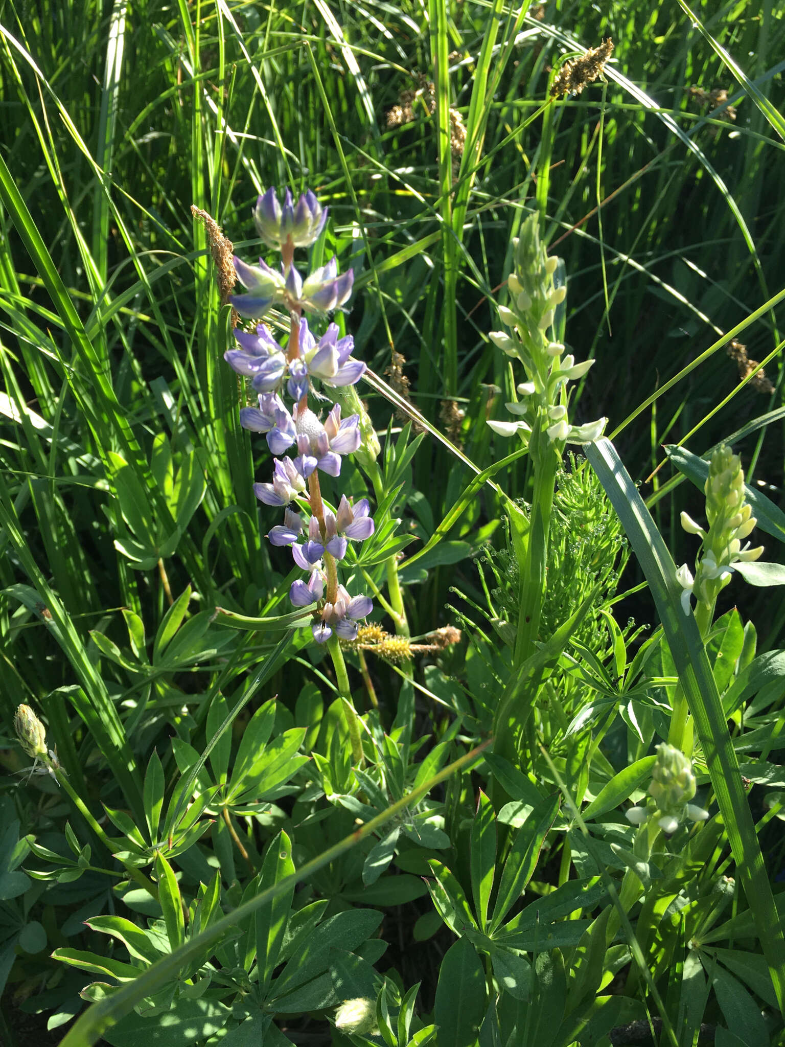 Image of big-leaved lupine