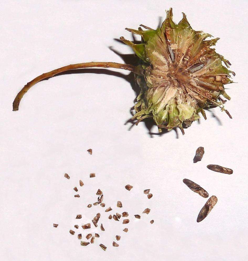 Image of American Sweetgum