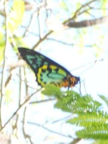 Слика од Ornithoptera richmondia (Gray (1853))