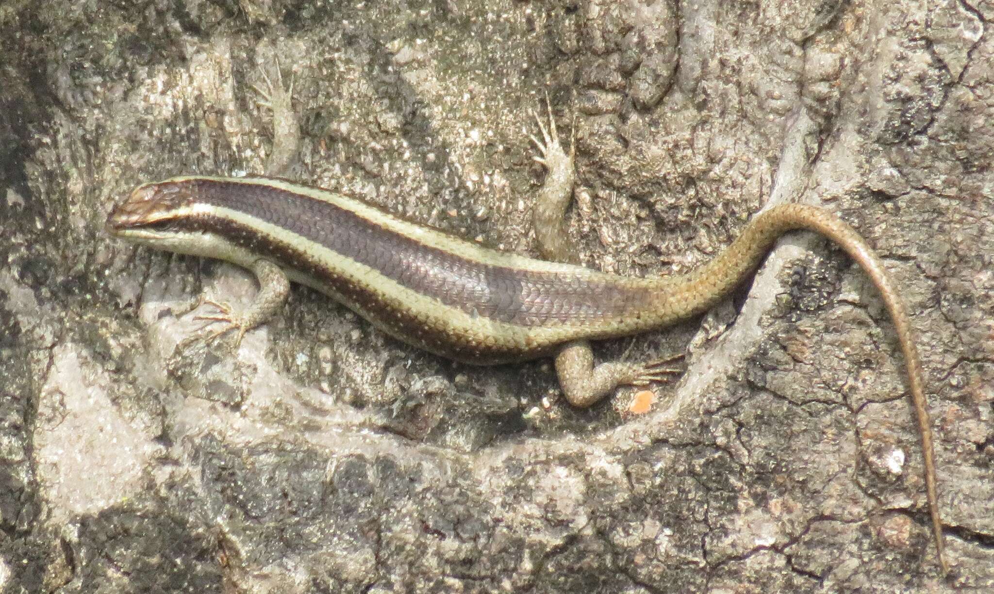 Trachylepis striata (Peters 1844)的圖片