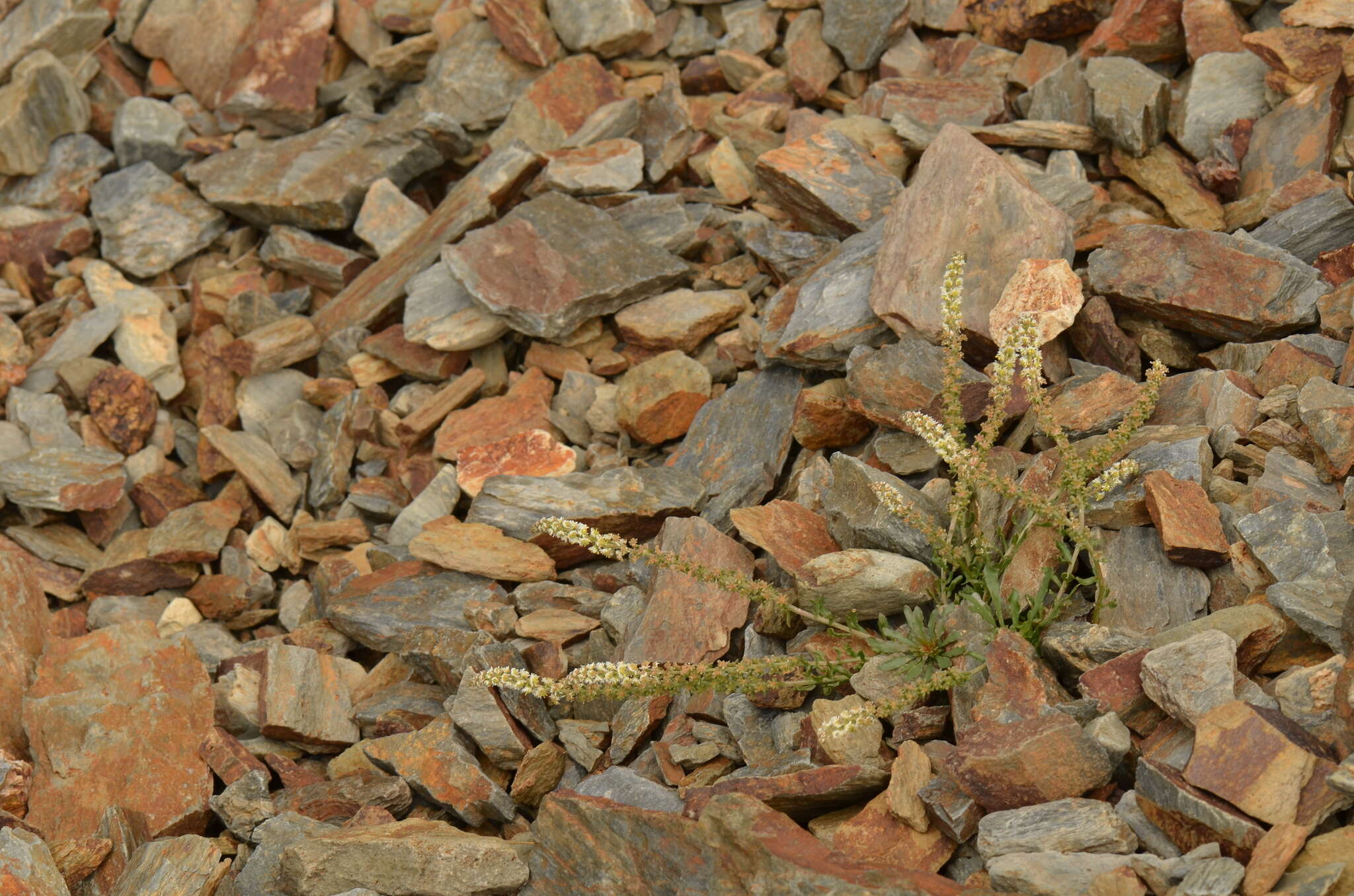 Image of Sesamoides interrupta (Boreau) G. López González