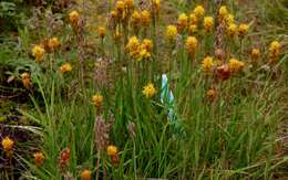 Image of Bog asphodel