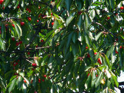 Image of gean, wild cherry