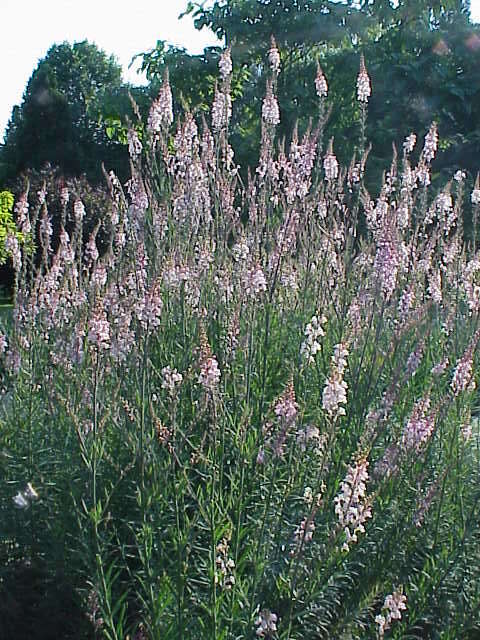 Image of Purple Toadflax