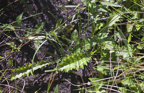 Image of Cirsium sieboldii Miq.