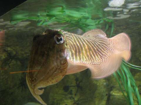 Image of Common Cuttlefish