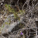 Sivun Campylanthus glaber Benth. kuva